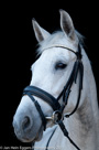 Black series portretten paarden